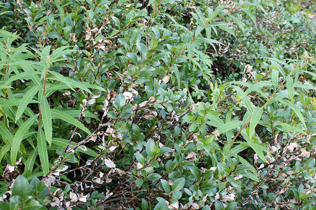 Image of Salix myrsinites specimen.