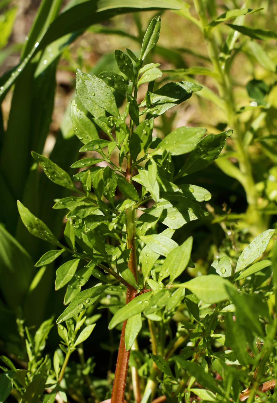 Image of Coreopsis tinctoria specimen.