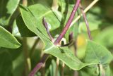 Lonicera implexa. Часть побега. Испания, Каталония, пров. Жирона, комарка Баш Эмпорда, муниципалитет Калонже, маквис на грубо-песчаном субстрате. 07.05.2020.
