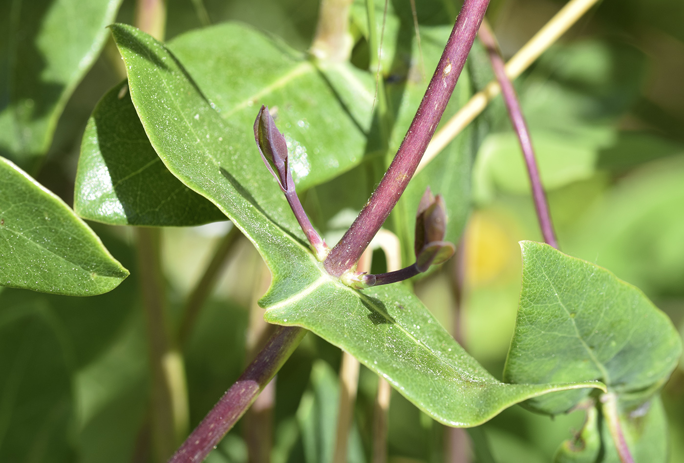 Image of Lonicera implexa specimen.