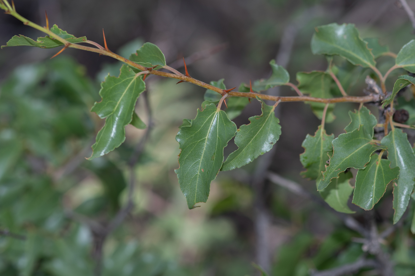 Изображение особи Ziziphus mucronata.