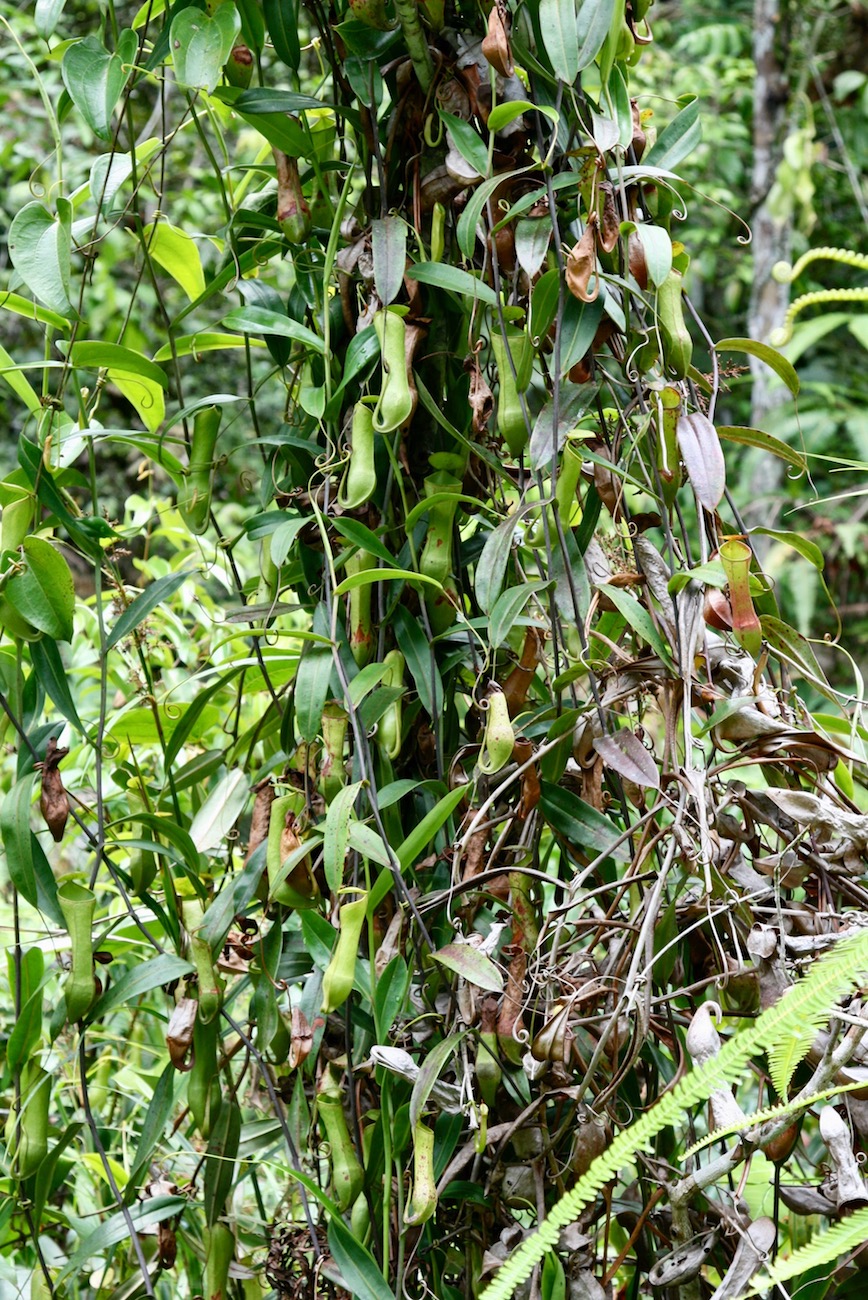 Изображение особи Nepenthes gracilis.