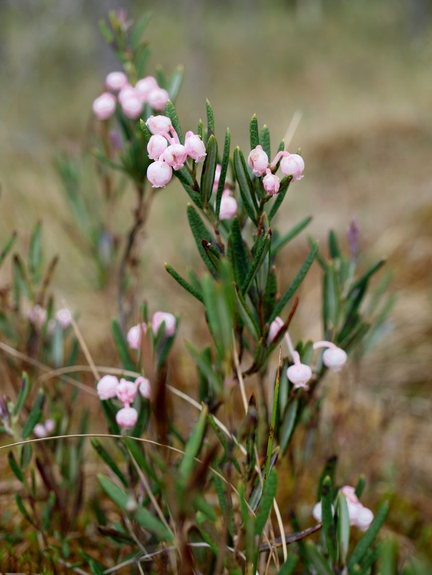 Изображение особи Andromeda polifolia.