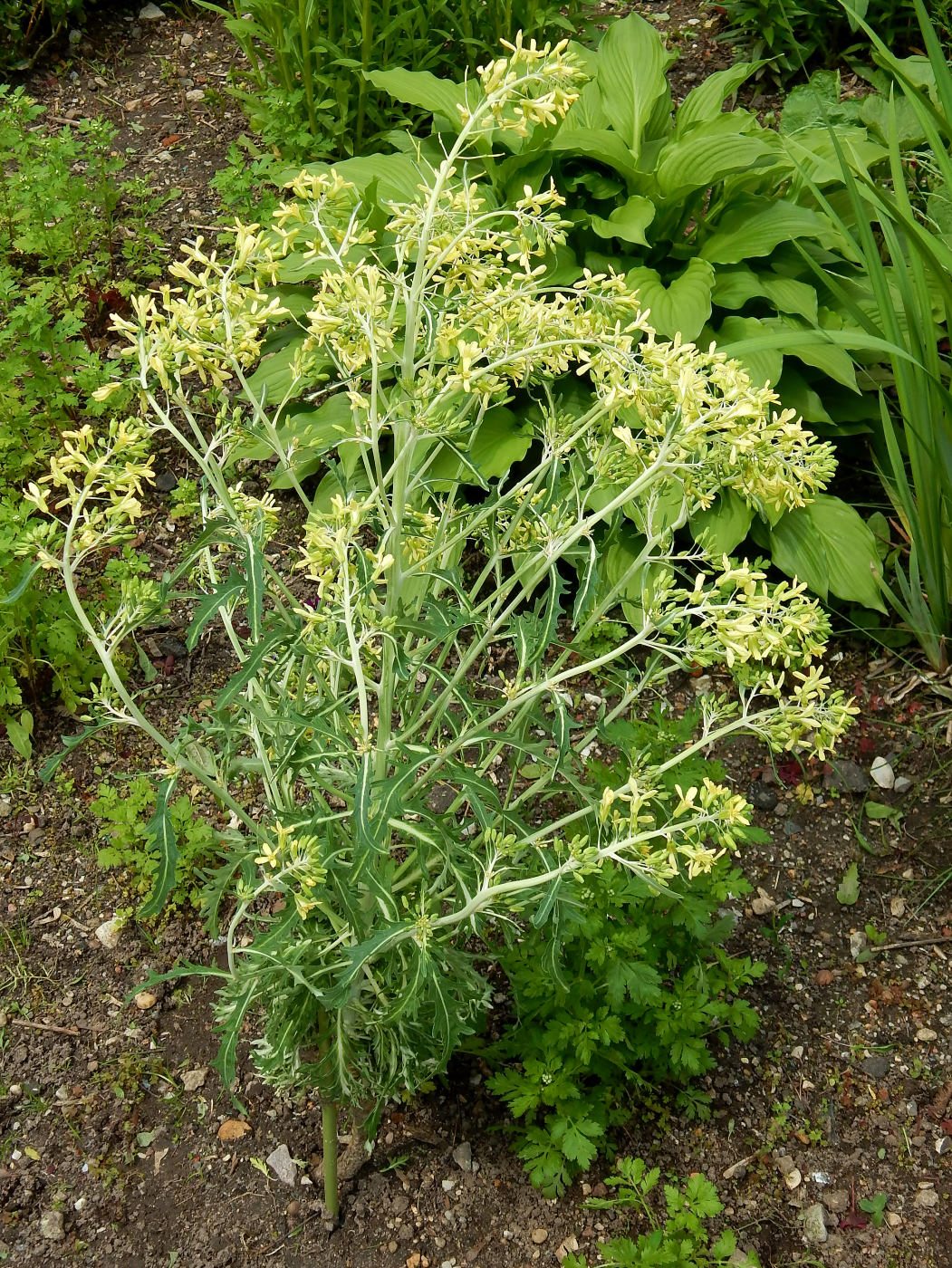 Изображение особи Brassica oleracea var. viridis.