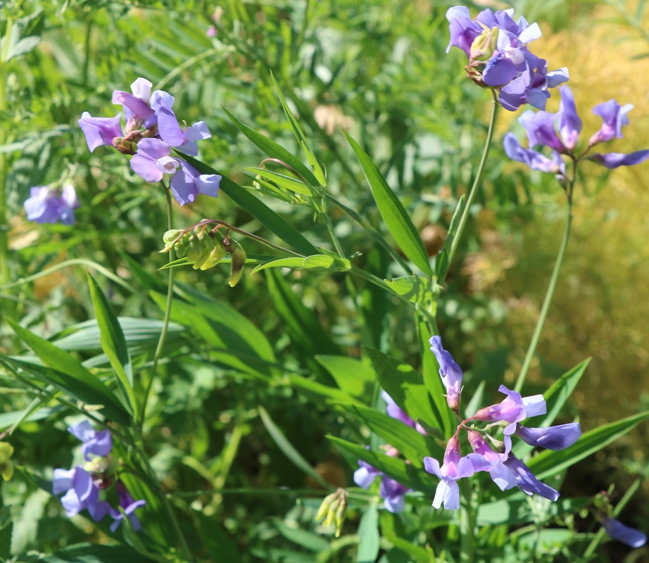 Изображение особи Lathyrus cyaneus.