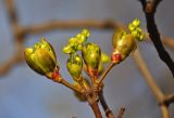 Acer platanoides