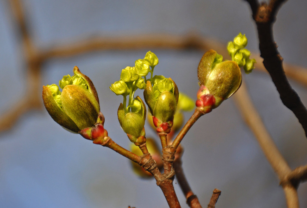 Изображение особи Acer platanoides.