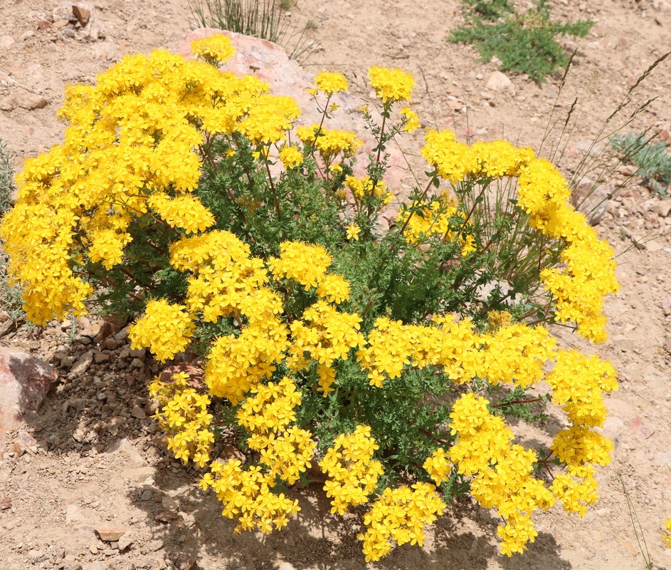 Image of Hypericum scabrum specimen.