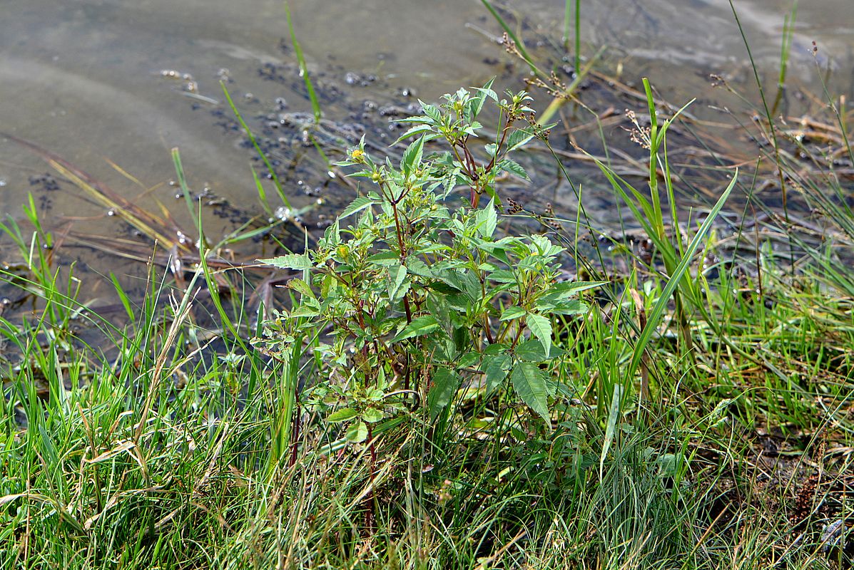 Изображение особи Bidens frondosa.