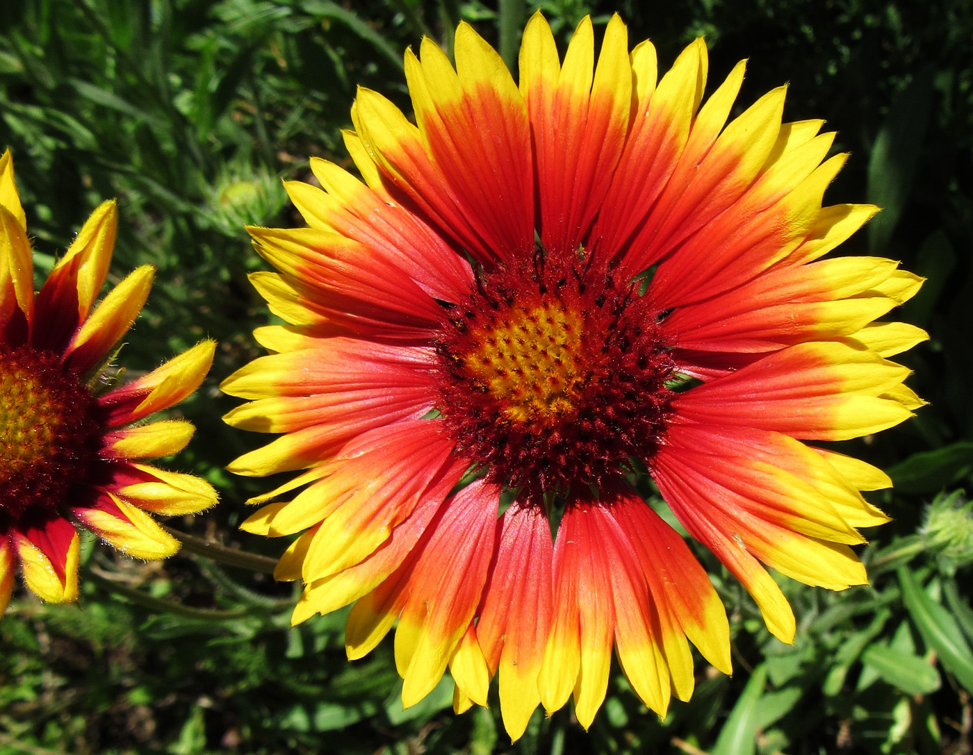 Изображение особи Gaillardia aristata.