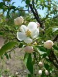 Malus mandshurica. Цветки. Хабаровский край, Хабаровский р-н, Большой Уссурийский остров. 17.05.2020.