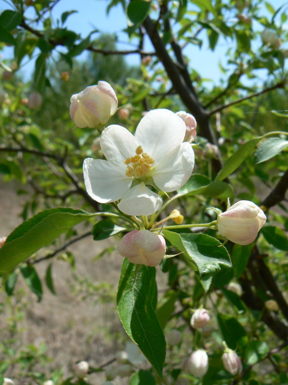 Изображение особи Malus mandshurica.