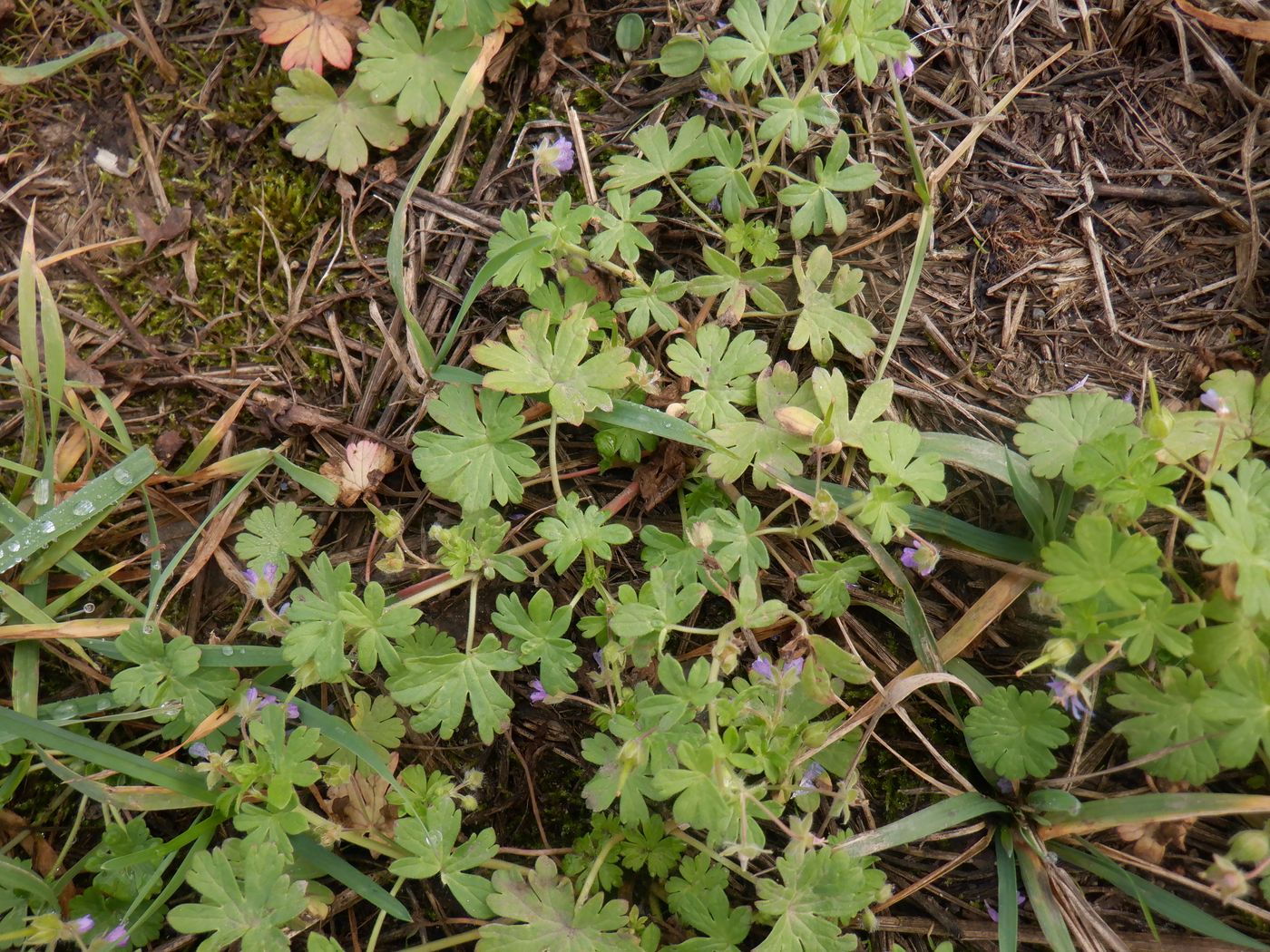 Изображение особи род Geranium.