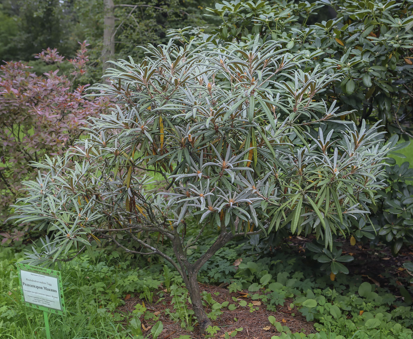 Изображение особи Rhododendron makinoi.