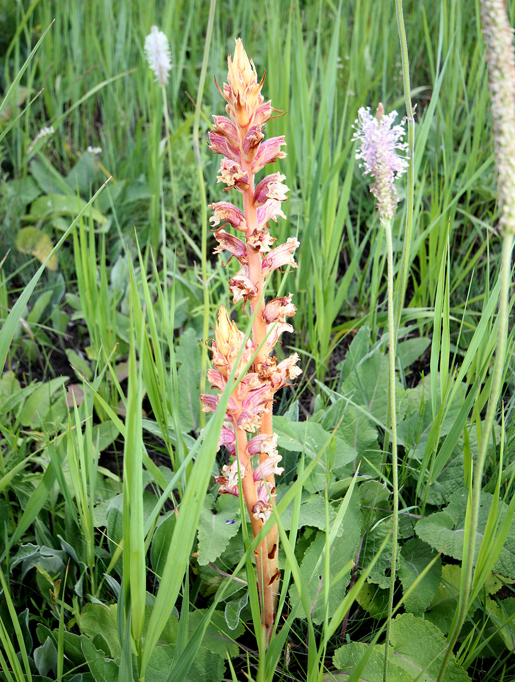 Изображение особи Orobanche alba.