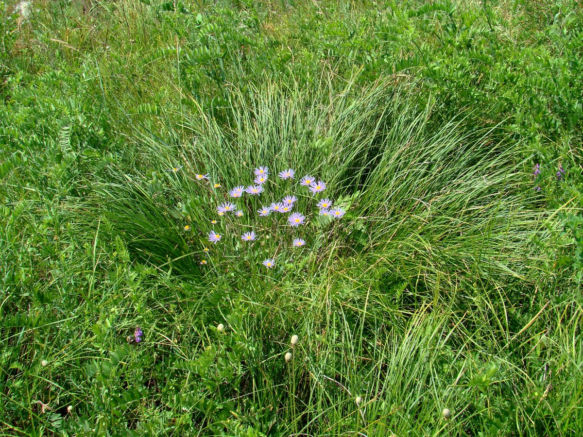 Изображение особи Aster alpinus.