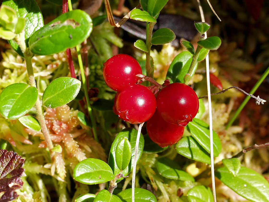 Image of Vaccinium vitis-idaea specimen.