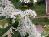 Spiraea crenata