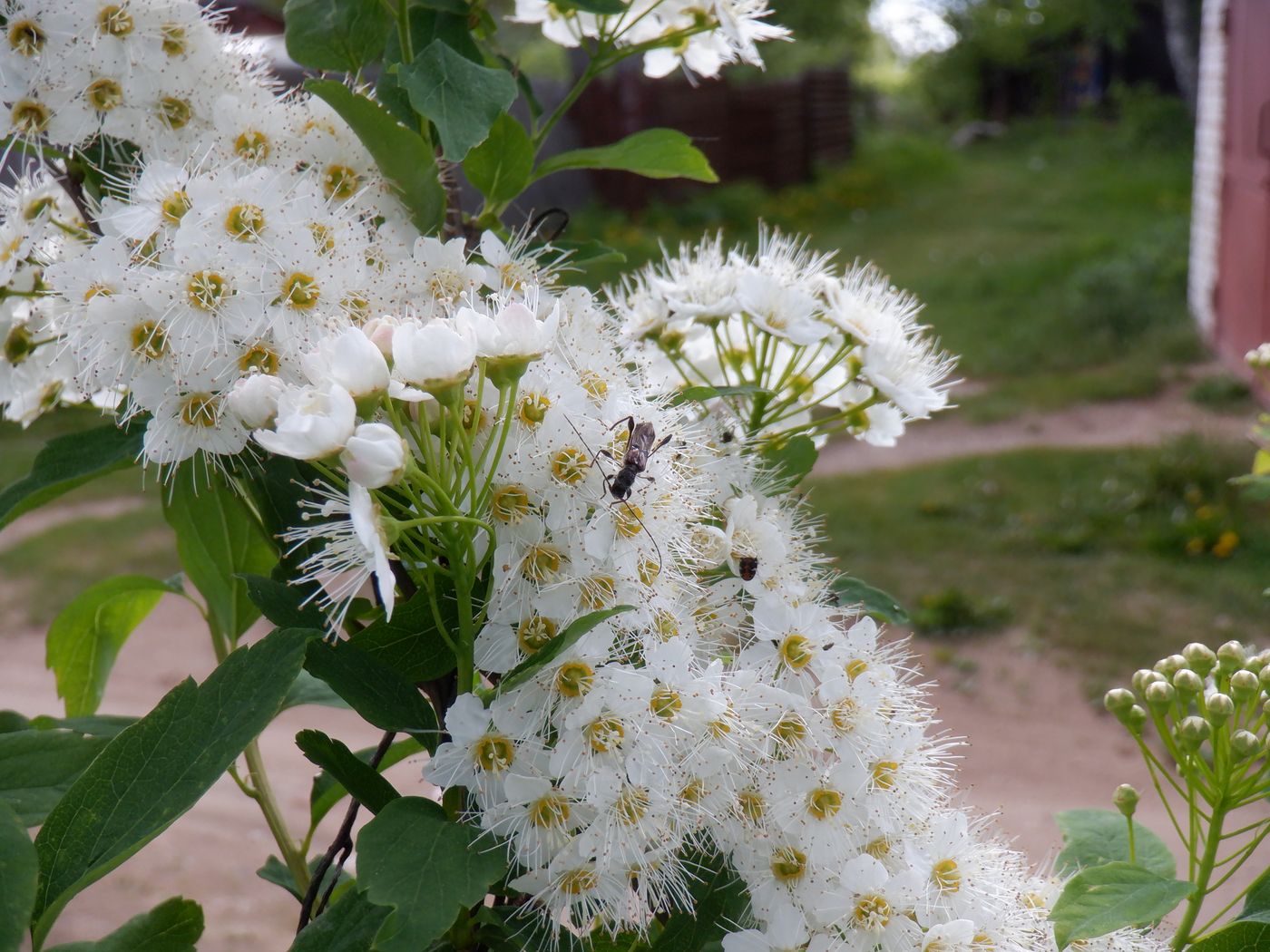 Изображение особи Spiraea crenata.