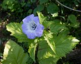 Nicandra physalodes. Верхушка побега с цветком и бутоном. Тверская обл., Весьегонск, в культуре. 15 июня 2020 г.