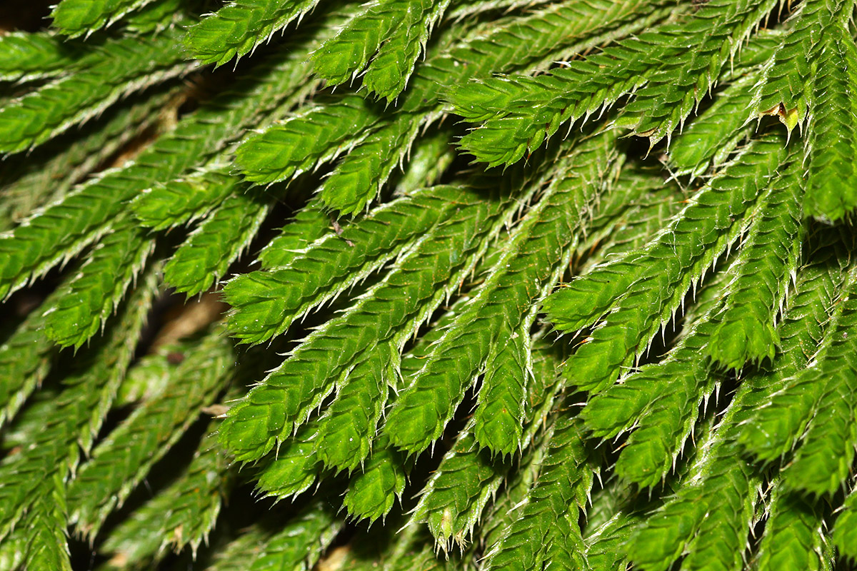 Image of Selaginella tamariscina specimen.