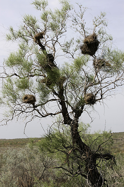 Image of genus Calligonum specimen.