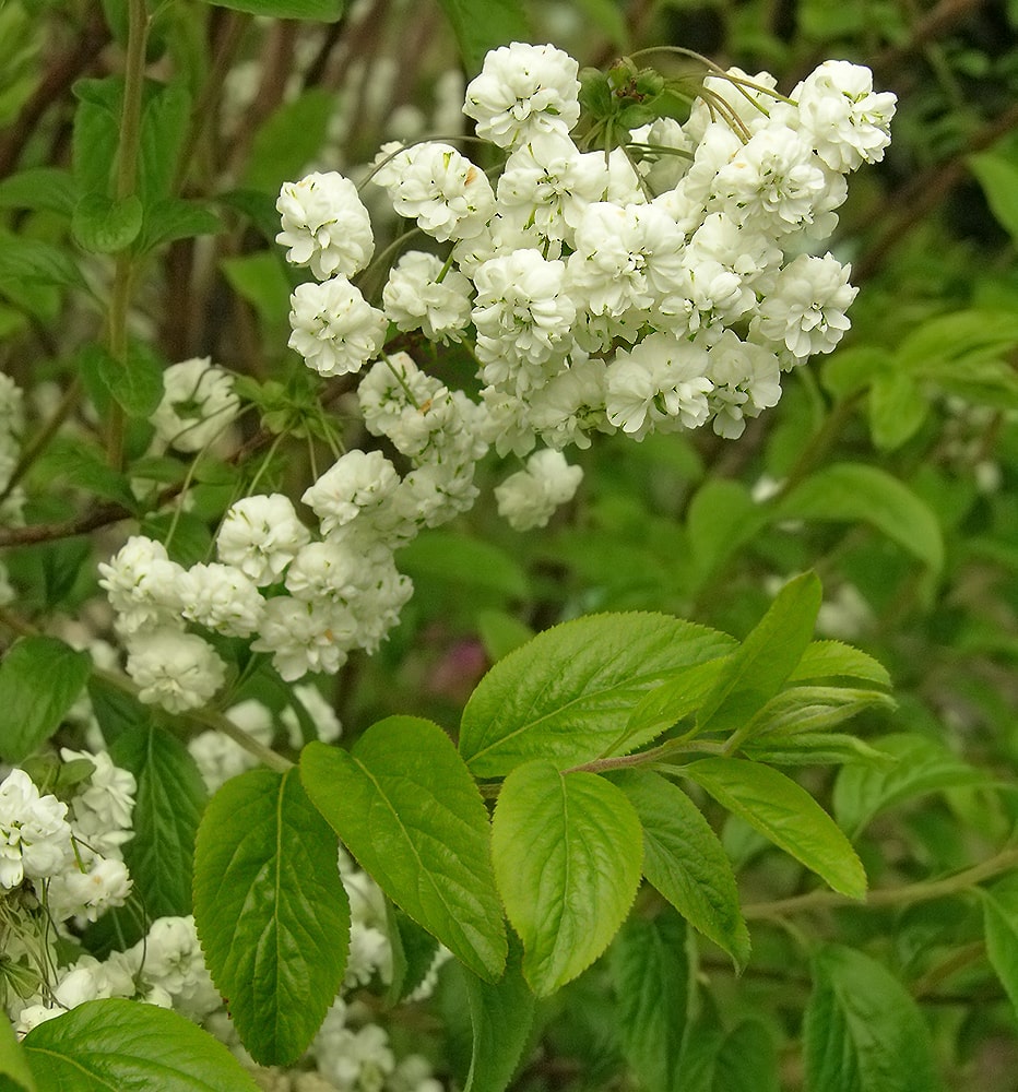 Image of Spiraea prunifolia specimen.