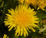 Taraxacum officinale