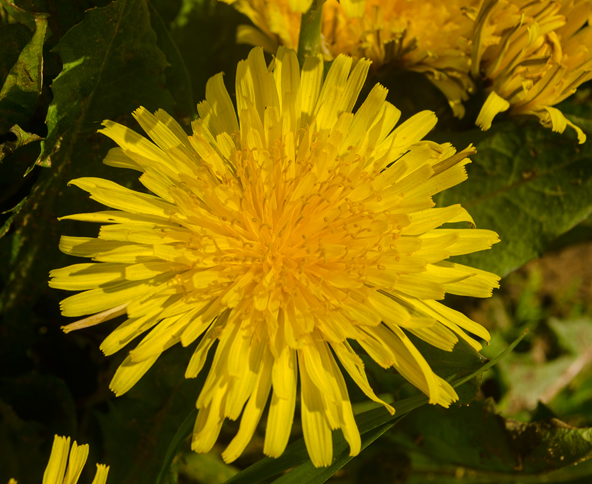 Изображение особи Taraxacum officinale.