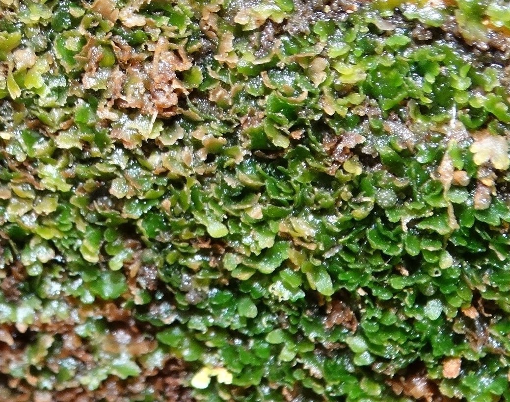 Image of Riccardia latifrons specimen.