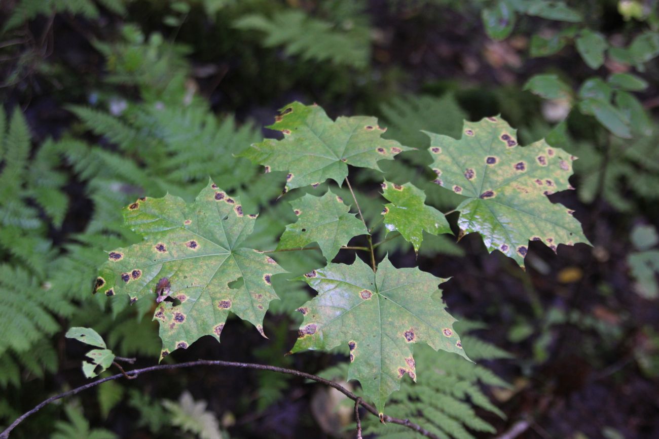 Image of Acer platanoides specimen.