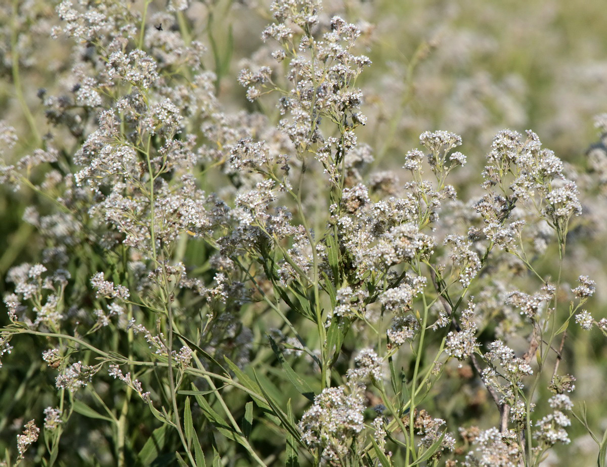 Изображение особи Lepidium latifolium.