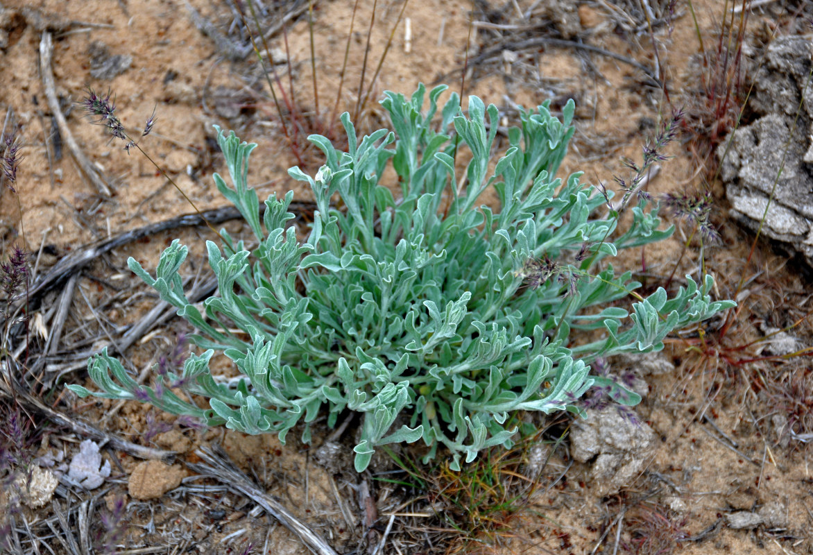 Image of Helichrysum arenarium specimen.