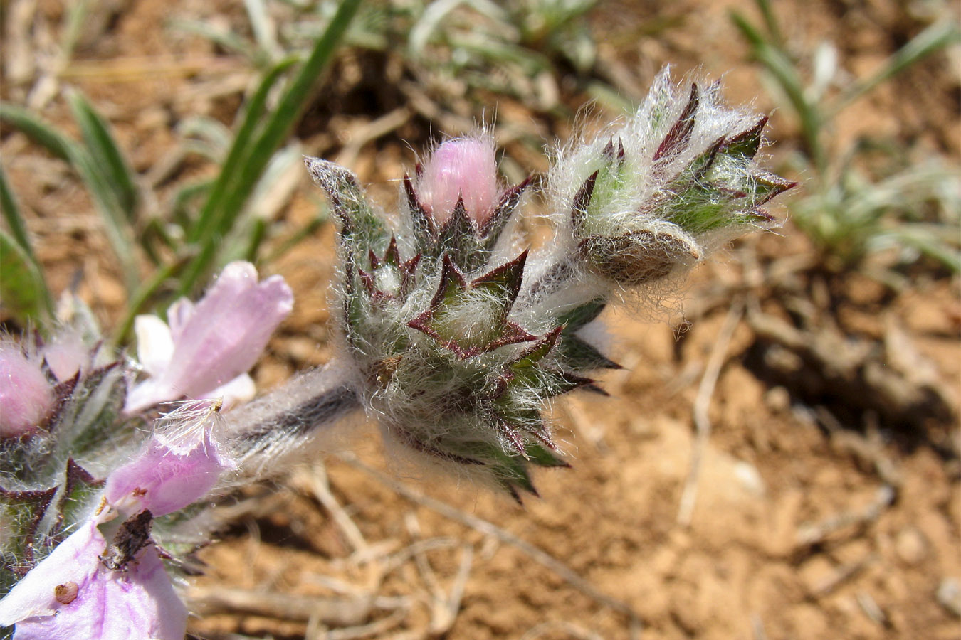 Image of Stachys cretica ssp. smyrnaea specimen.