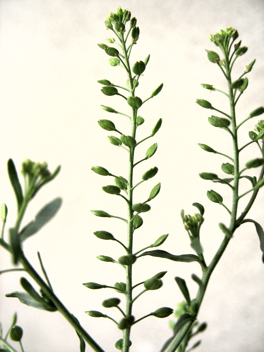 Image of Lepidium ruderale specimen.