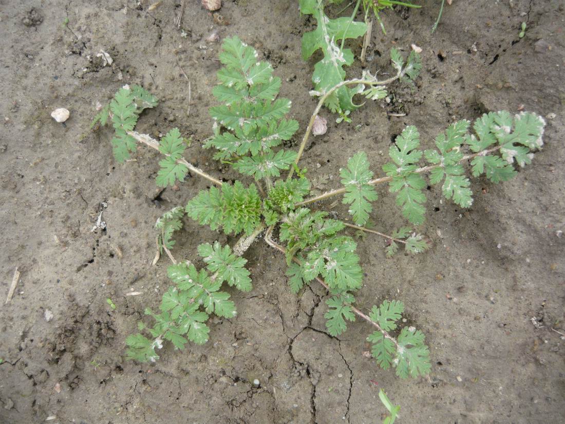 Image of Erodium cicutarium specimen.