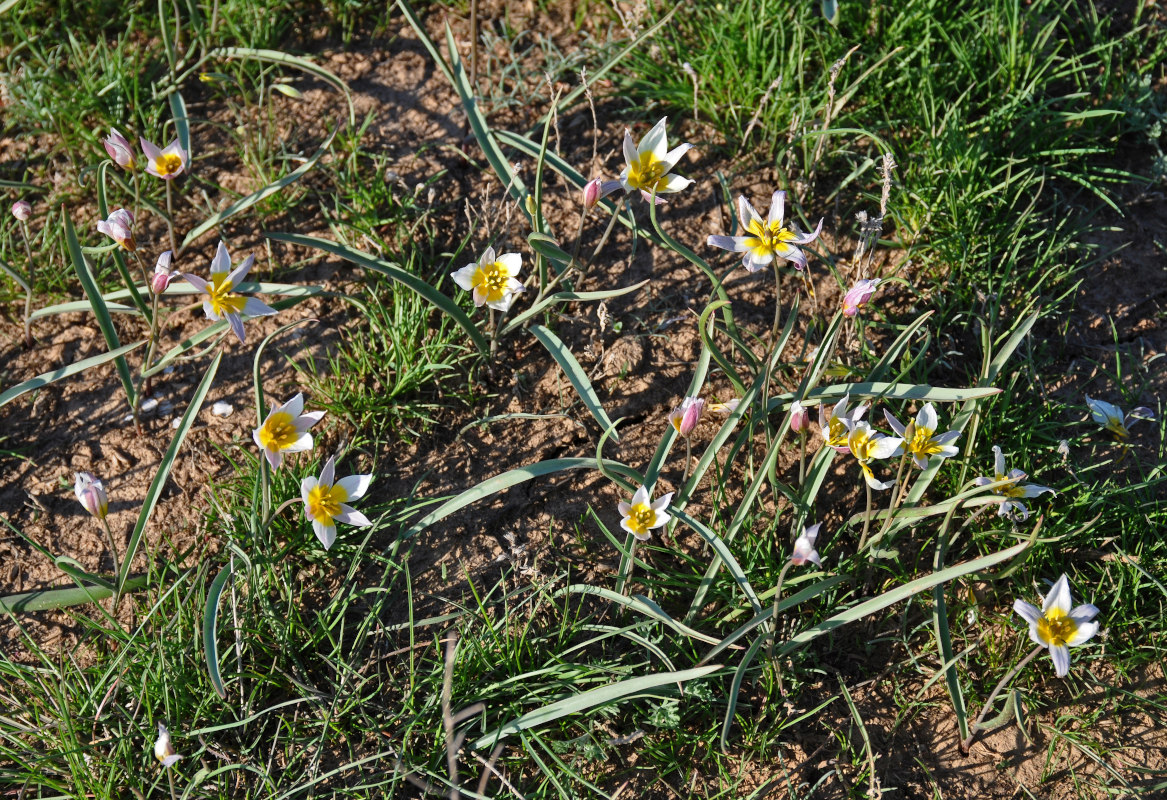 Изображение особи Tulipa patens.