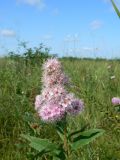 Spiraea salicifolia. Верхушка побега с соцветием. Еврейская автономная обл., Смидовичский р-н, окр. ст. Урми, заливной луг. 16.08.2011.