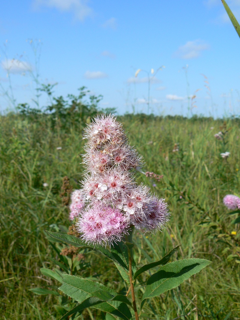 Изображение особи Spiraea salicifolia.