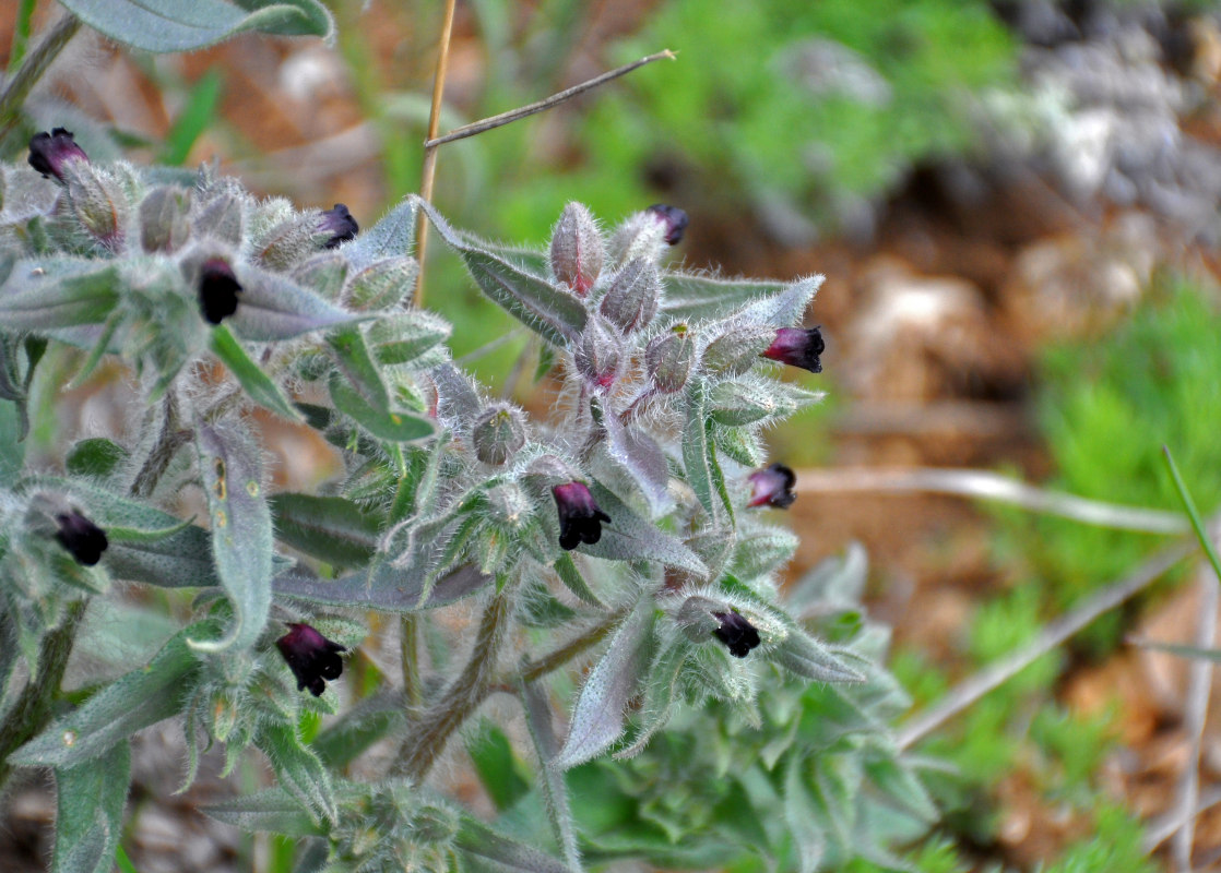 Image of Nonea rossica specimen.