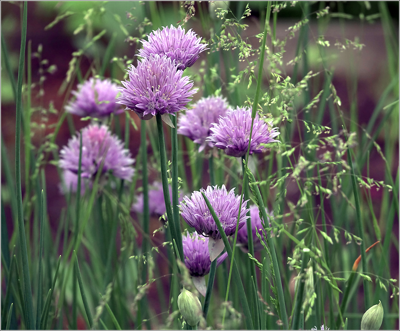 Image of Allium schoenoprasum specimen.