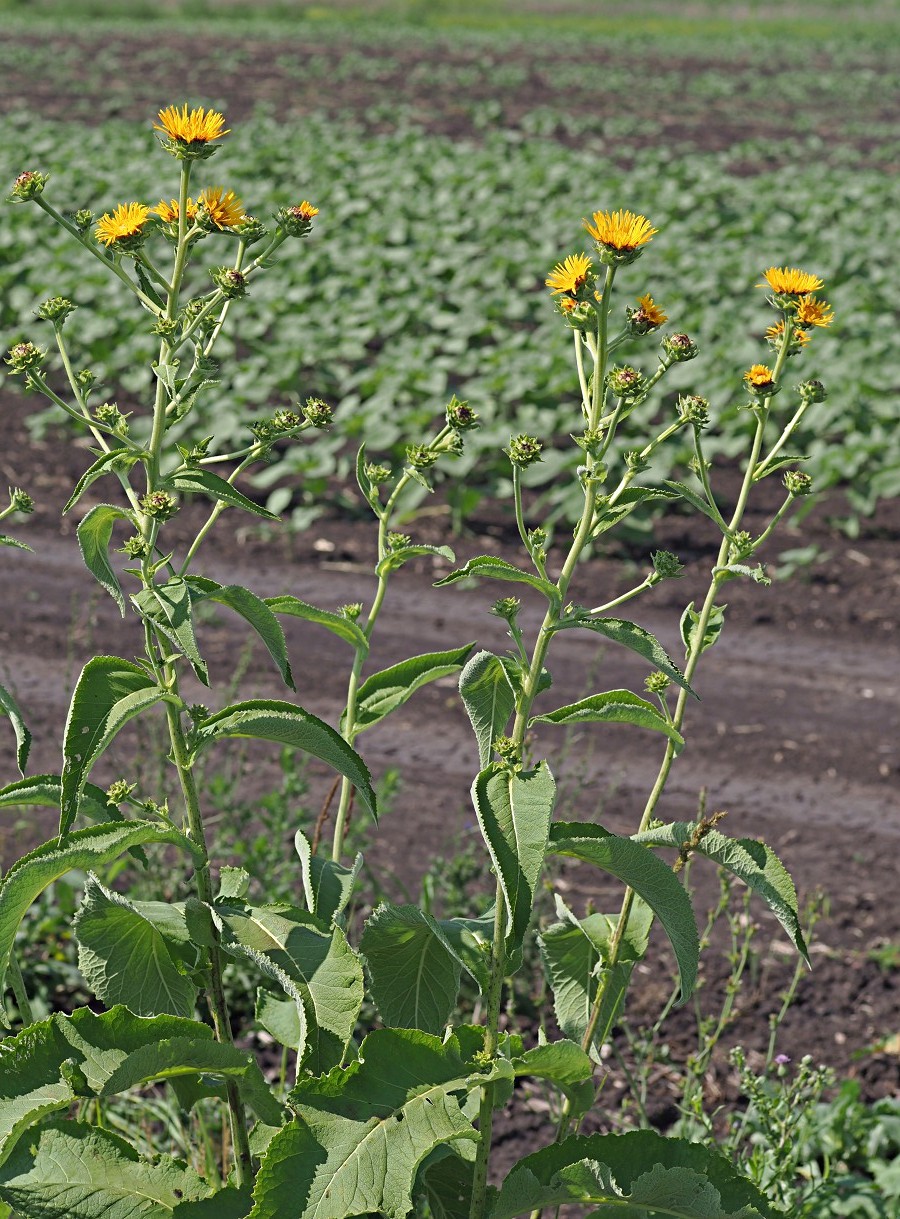 Изображение особи Inula helenium.