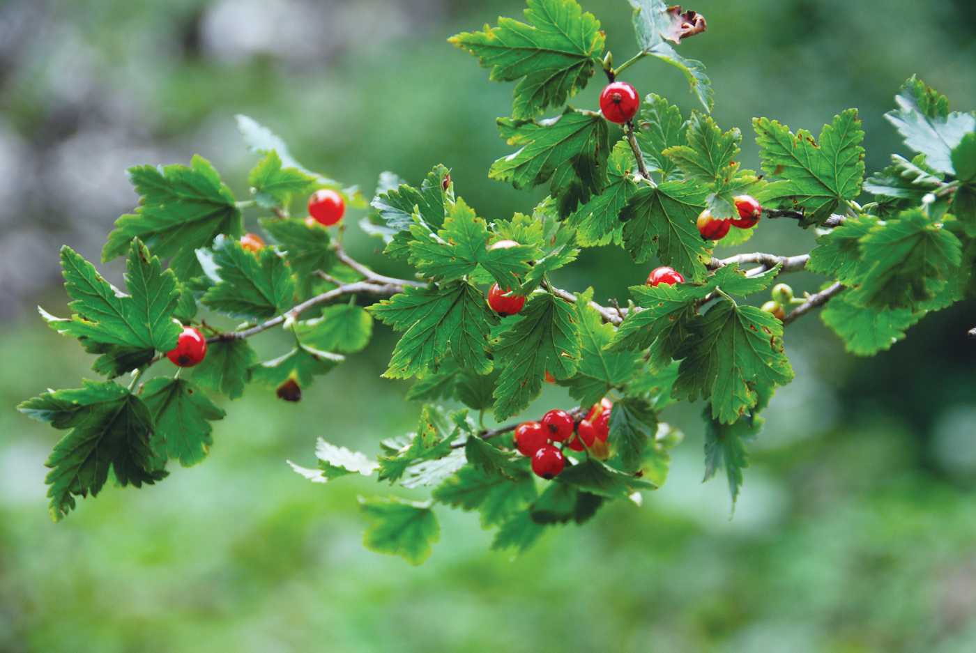 Image of Ribes alpinum specimen.