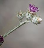 Cousinia platylepis