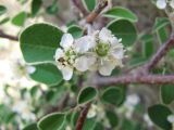 Cotoneaster saxatilis