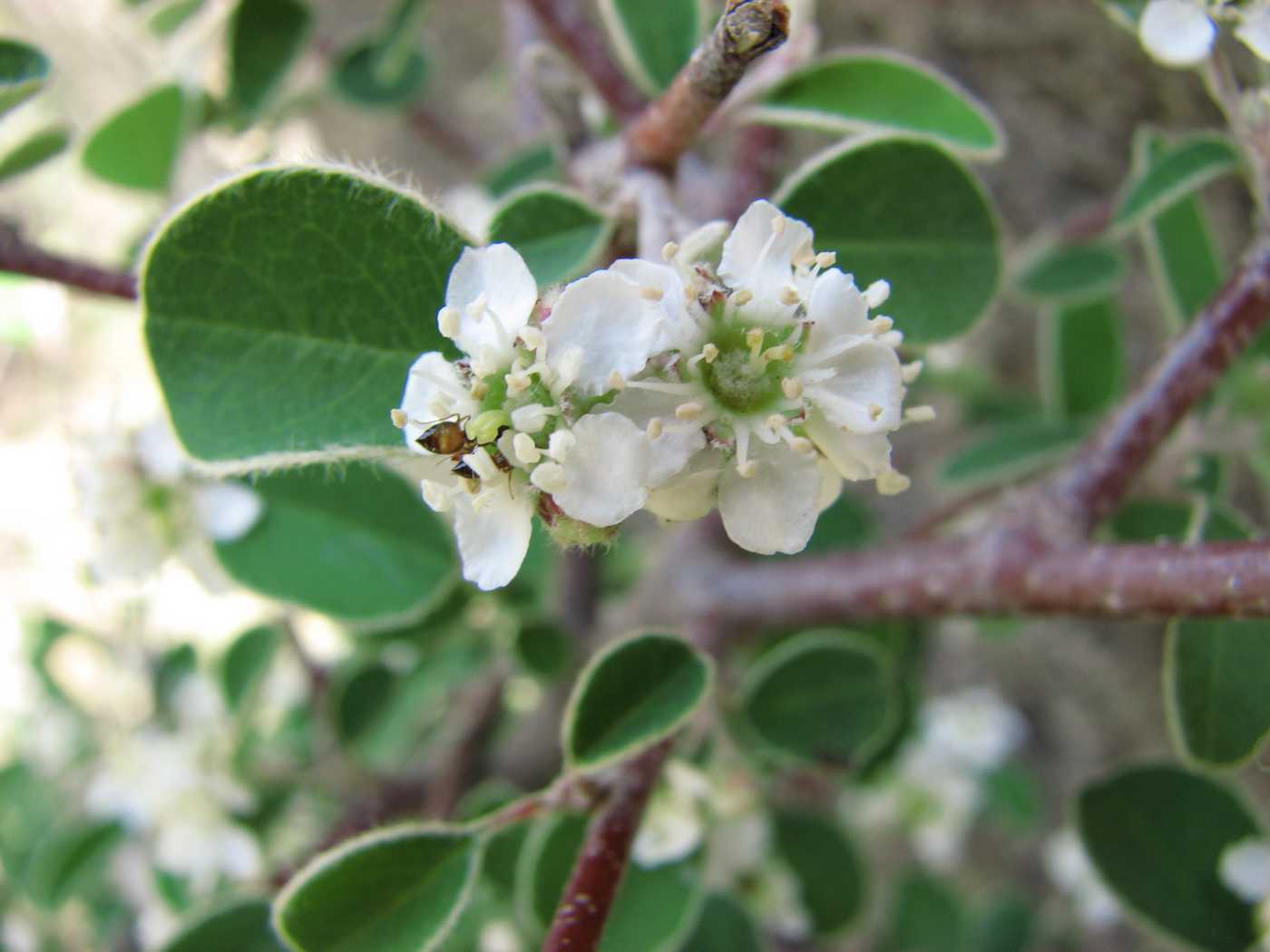 Изображение особи Cotoneaster saxatilis.