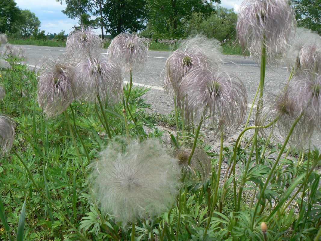 Изображение особи Pulsatilla dahurica.