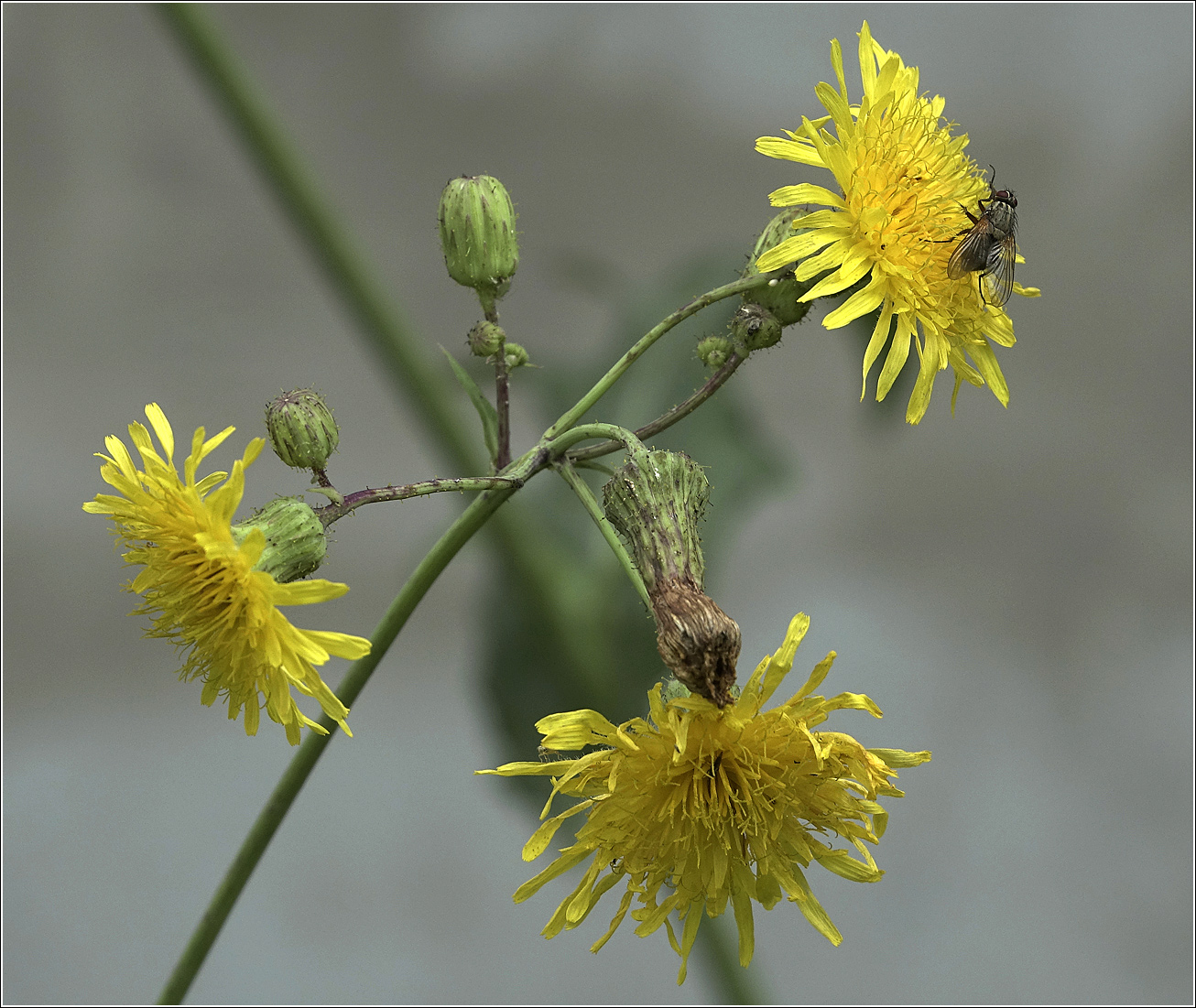 Image of Sonchus arvensis specimen.