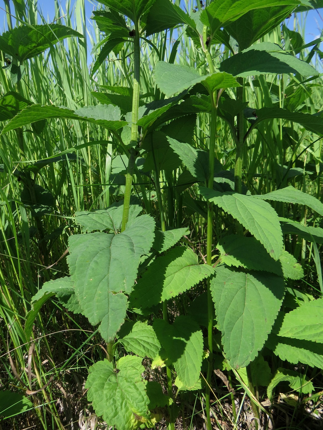 Image of Scrophularia nodosa specimen.