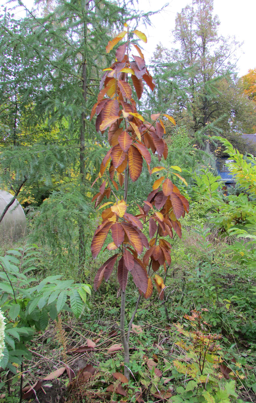 Image of Magnolia hypoleuca specimen.